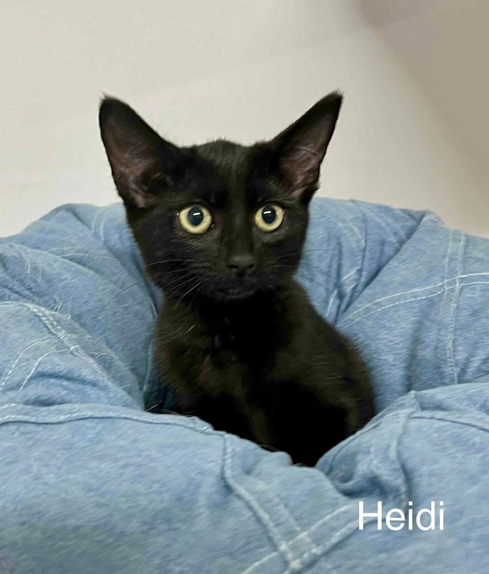 Heidi kitten Heidi kitten